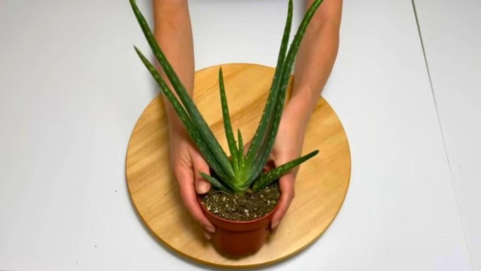 Aloe Vera in a small pot, healing and compact air purifying houseplants