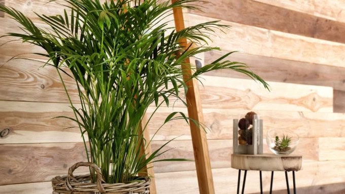 Areca Palm brightening a sunny corner, tropical and naturally air purifying.