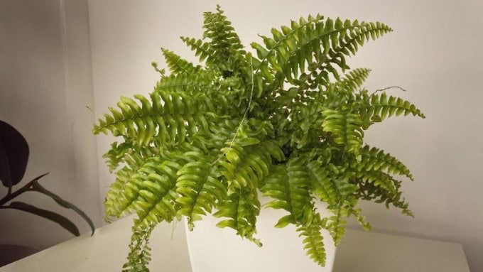 Boston Fern adding humidity and freshness, classic indoor air purifying houseplants