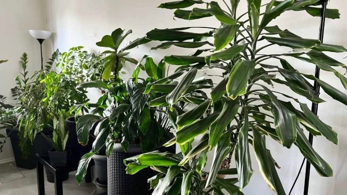 Dracaena fragrans in a bright living room, one of the most elegant air purifying houseplants for removing toxins and adding lush greenery.