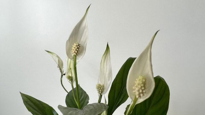 Peace Lily in bloom, an elegant example of air purifying houseplants that increase humidity.