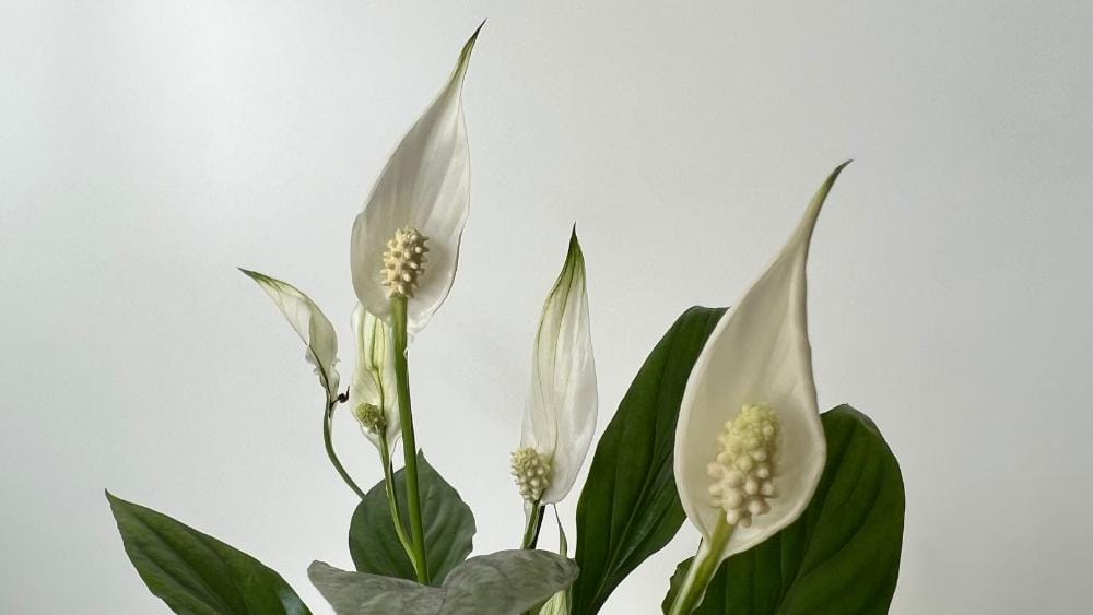 Peace Lily in bloom, an elegant example of air purifying houseplants that increase humidity.
