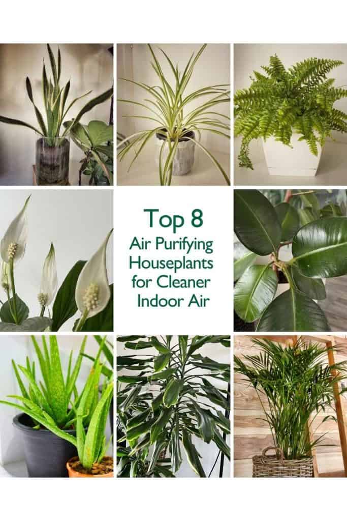 Collage showing the top 8 air purifying houseplants including Snake Plant, Peace Lily, Spider Plant, Dracaena, Areca Palm, Boston Fern, Rubber Plant, and Aloe Vera.