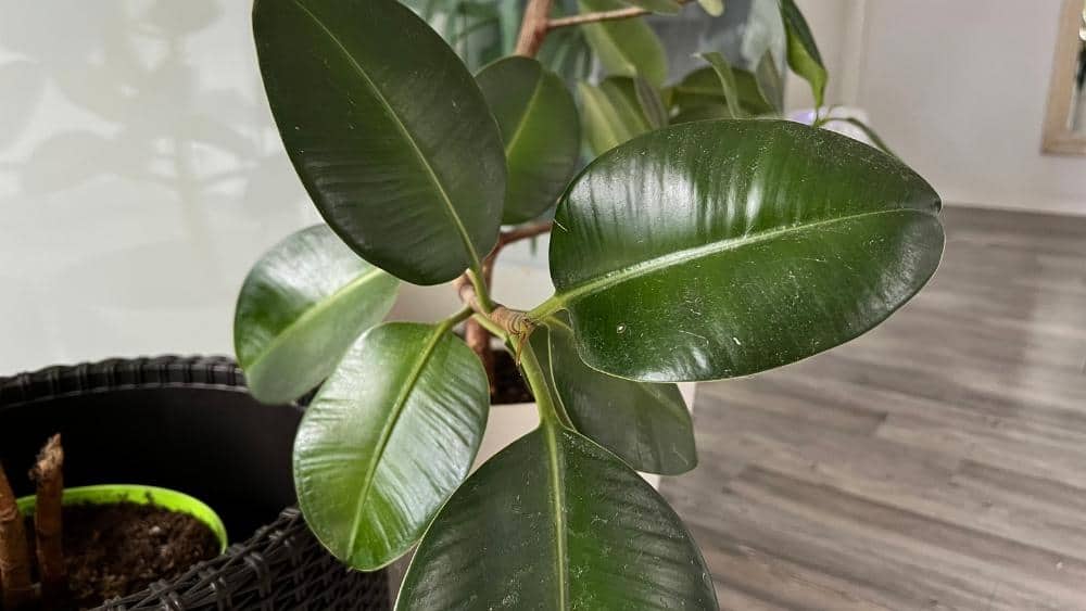 Rubber Plant with glossy dark leaves, strong and efficient air purifying houseplants