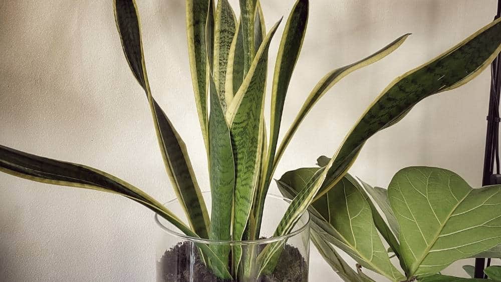 Snake Plant on a bedroom nightstand, one of the best air purifying houseplants for clean air.