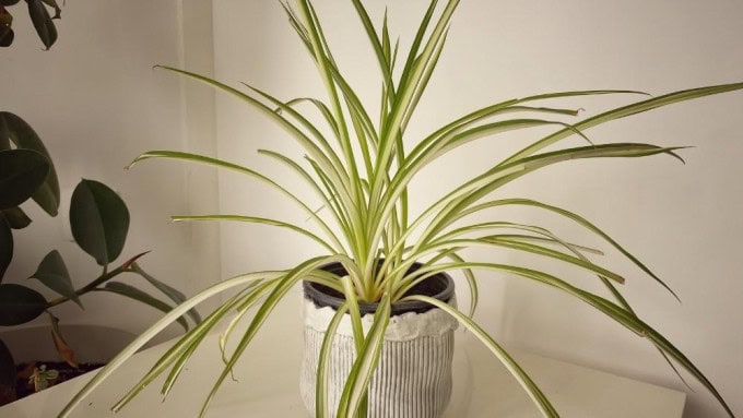 Spider Plant with cascading baby shoots, popular among easy air purifying houseplants.