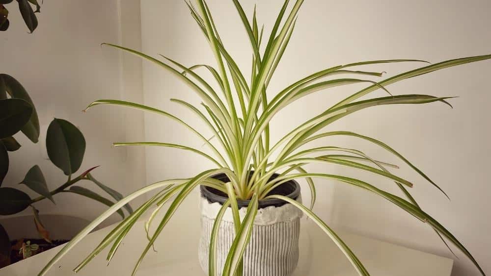 Spider Plant with cascading baby shoots, popular among easy air purifying houseplants.