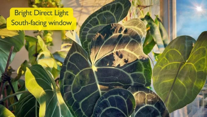 Bright direct light example on south-facing window - light requirements for houseplants