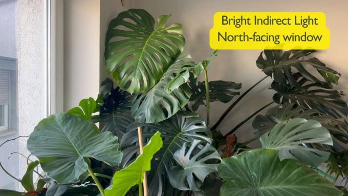 Bright indirect light for houseplants near a north-facing window, showing how light requirements for houseplants vary by direction.