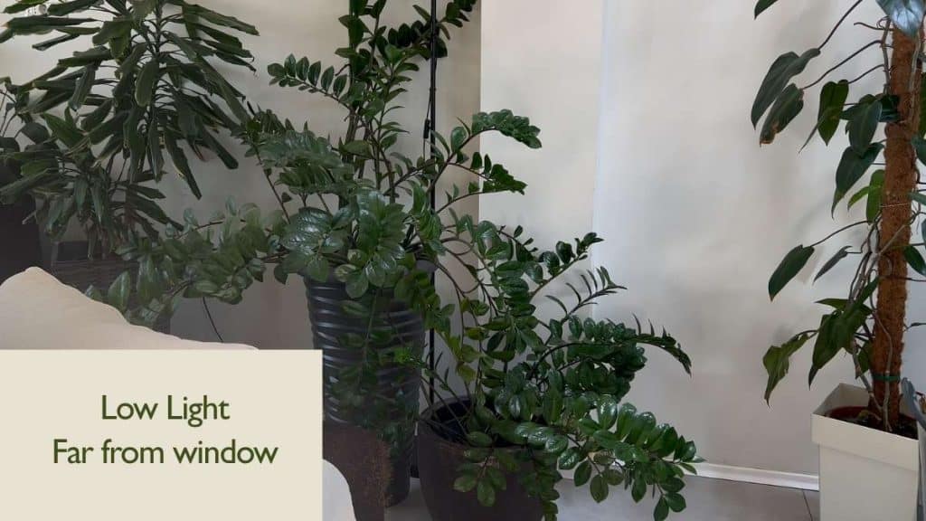 Low light example for houseplants placed far from the window, illustrating the light requirements for houseplants in shaded areas.
