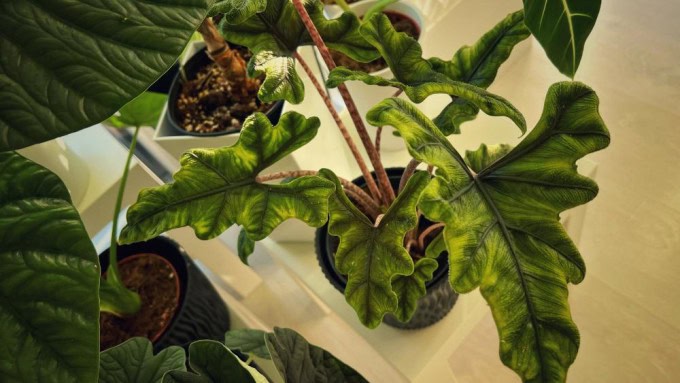 Alocasia Jacklyn showing deep veined leaves in bright indirect light - an example of proper Alocasia Jacklyn care.