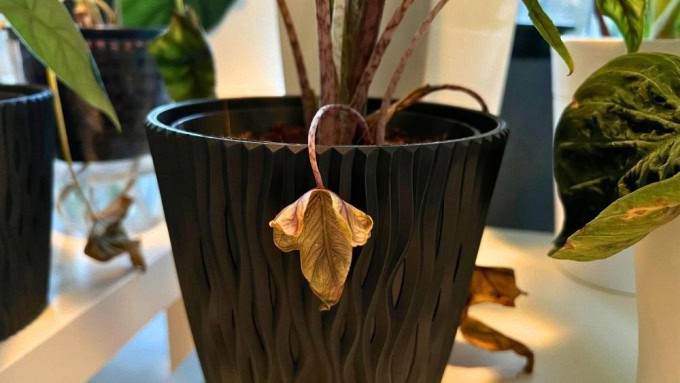 Yellowing Alocasia Jacklyn leaf at the base of the plant — common issue in Alocasia Jacklyn care caused by stress or natural aging.