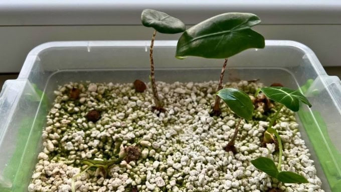 Sprouted Alocasia Tigrina corms growing in perlite inside a propagation box, showing an effective method for corm propagation as part of proper Alocasia Tigrina care.