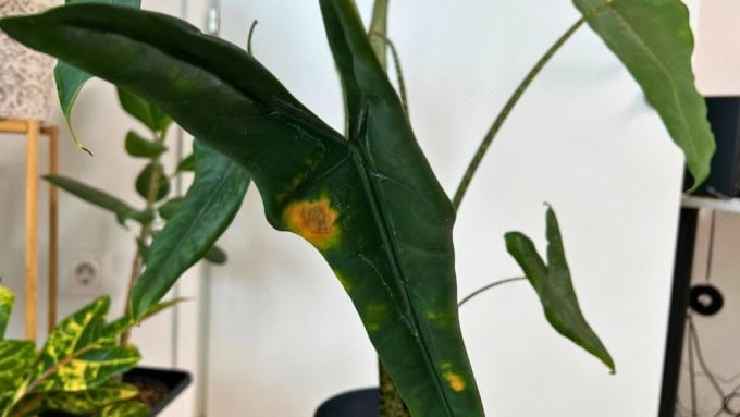Sunburn on Alocasia Tigrina leaf showing yellow and brown patches caused by direct sunlight, an important sign to watch for in proper Alocasia Tigrina care.