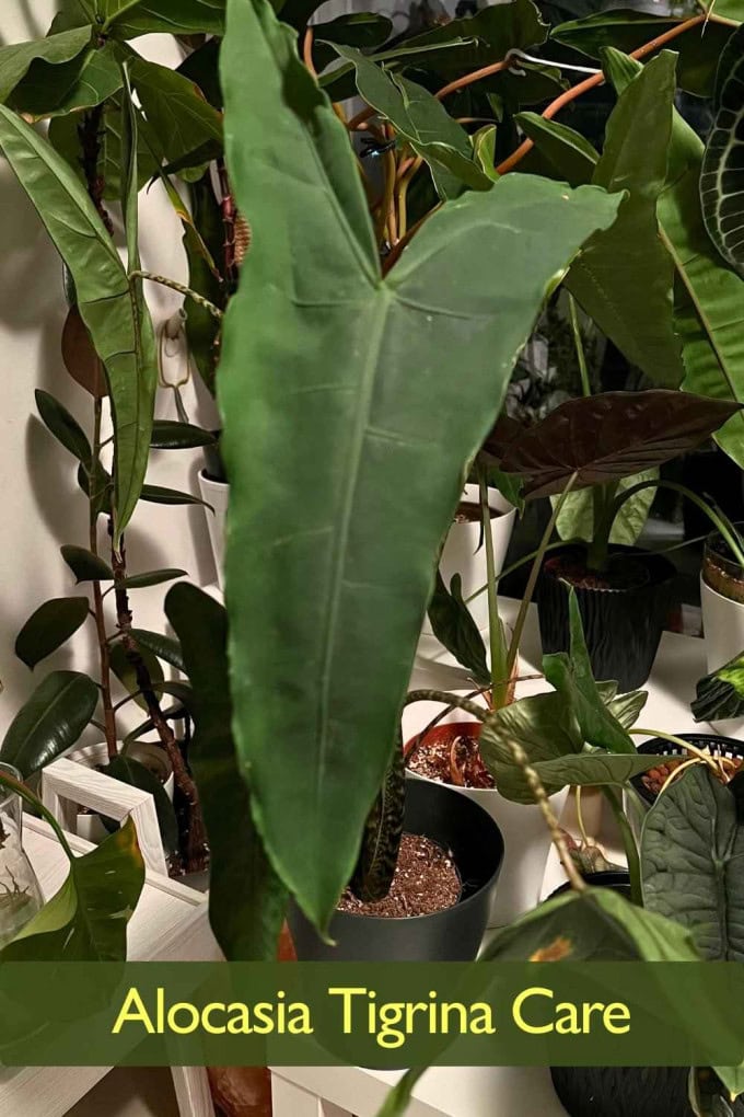 Alocasia Tigrina Care Requirements