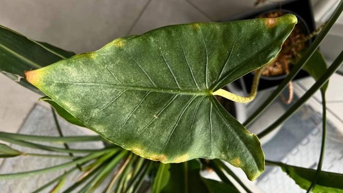 Spider mite damage on Alocasia Tigrina leaf showing faded, speckled discoloration and rough texture, an important issue to watch for in proper Alocasia Tigrina care.