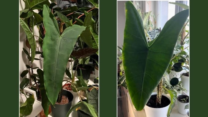 Side-by-side comparison of Alocasia Tigrina and Alocasia Zebrina leaves showing shape and size differences for accurate Alocasia Tigrina care.