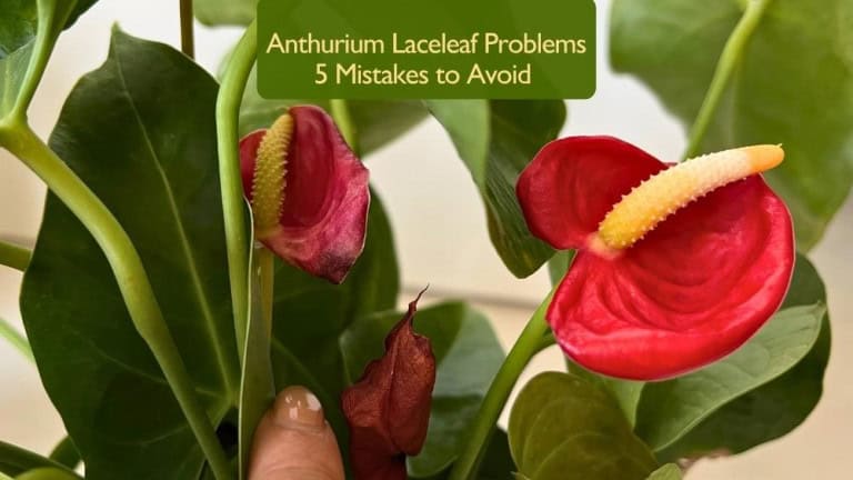 Anthurium Laceleaf Problems - red Anthurium flowers with wilted blooms showing common care mistakes and leaf issues.