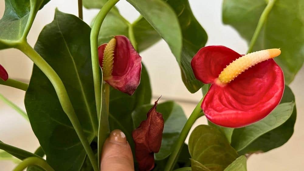 Anthurium Laceleaf problems showing small, dried blooms and weak flower growth caused by improper care conditions.