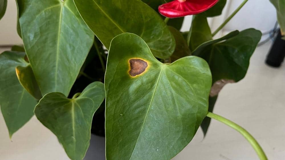 Anthurium Laceleaf problems from fertilizer burn - dark brown spots and damaged leaves caused by overfertilizing.