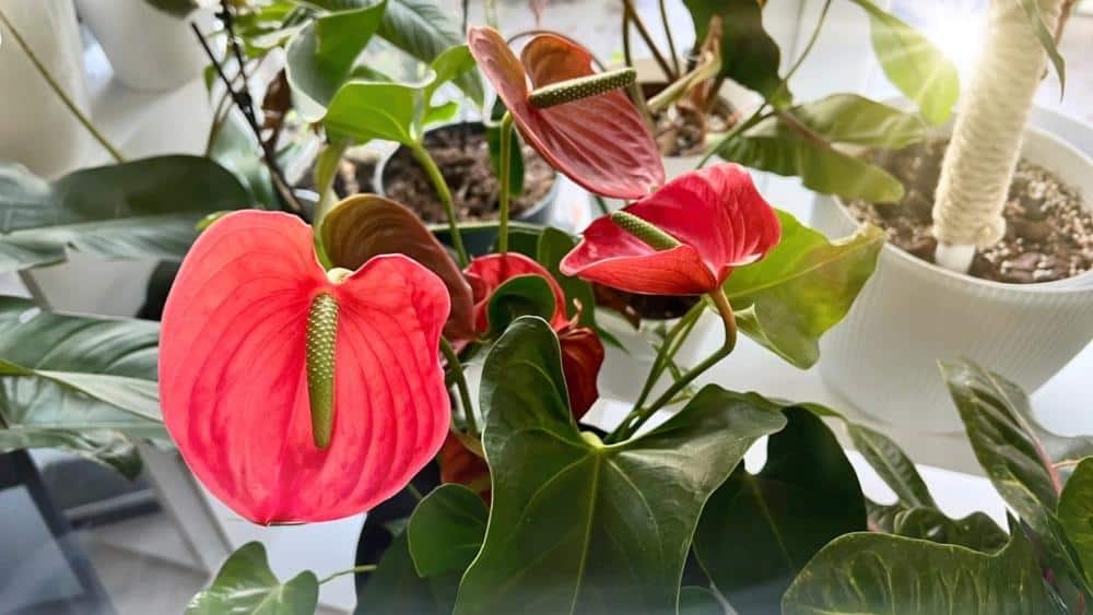 Anthurium Laceleaf problems resolved - healthy red Anthurium in full bloom after moving away from harsh sunlight.