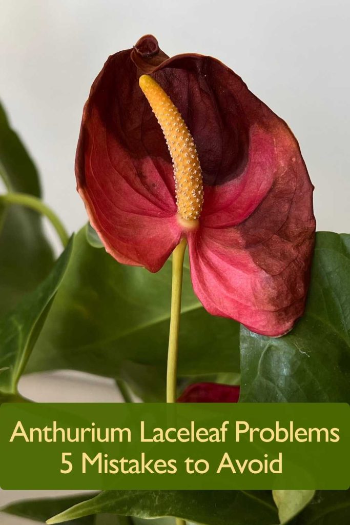 Anthurium Laceleaf Problems
5 Mistakes to Avoid