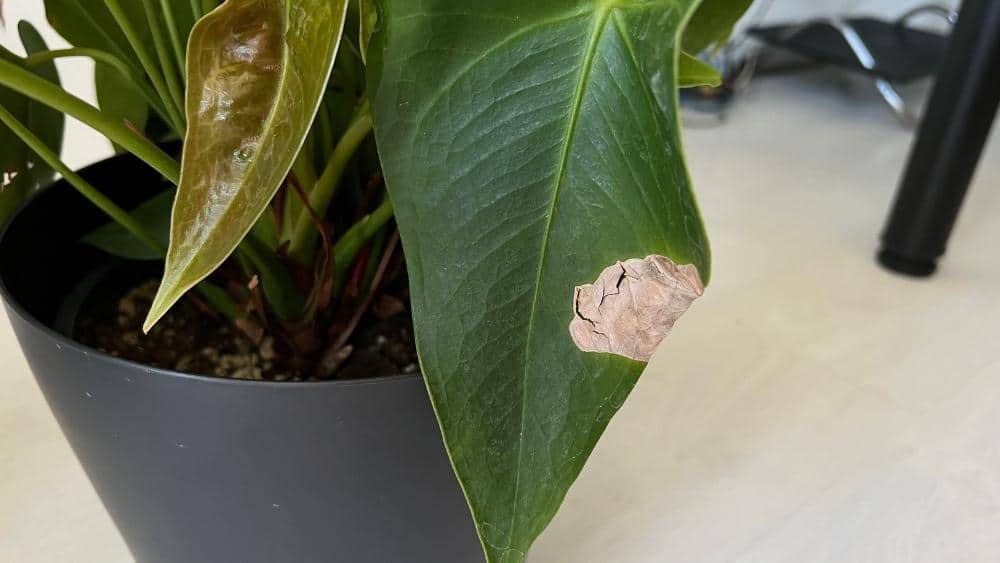 Anthurium Laceleaf problems caused by too much direct sunlight - red Anthurium flowers with light patches and sunburned leaves near a bright window.