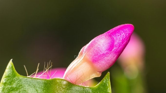 Christmas cactus problems – close-up of a Schlumbergera bud about to bloom, showing healthy growth and how to prevent Christmas cactus buds dropping