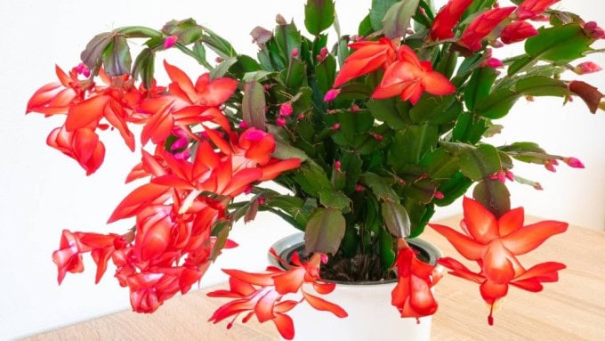 Healthy Christmas cactus with vibrant red Schlumbergera blooms showing how proper care prevents Christmas cactus problems and bud drop
