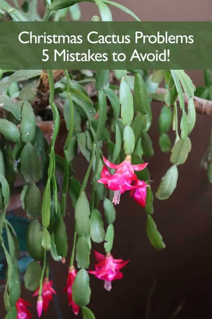 Christmas Cactus Problems - 5 Mistakes to Avoid