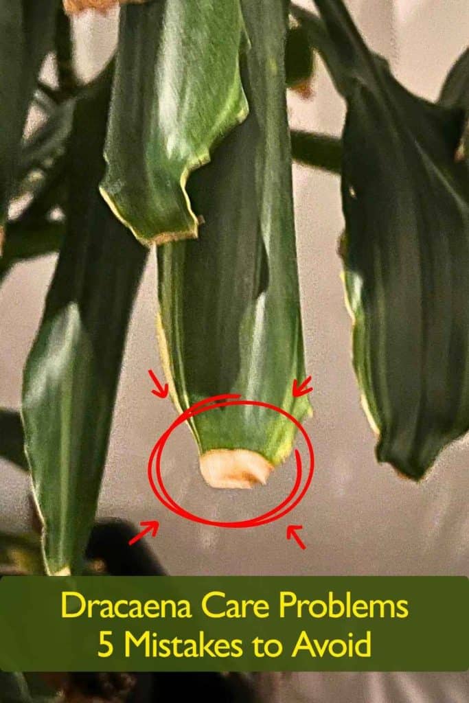 Dracaena Care Problems
5 Mistakes to Avoid