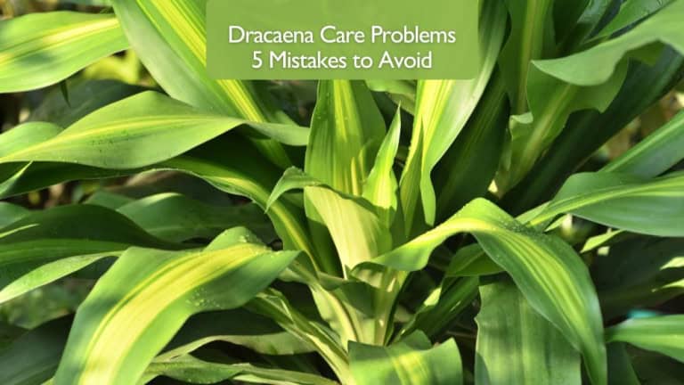 Dracaena Care Problems - 5 Mistakes to Avoid
