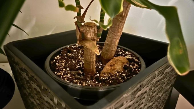 Dracaena care problems: improper pot depth and poor drainage leading to root stress and rot.