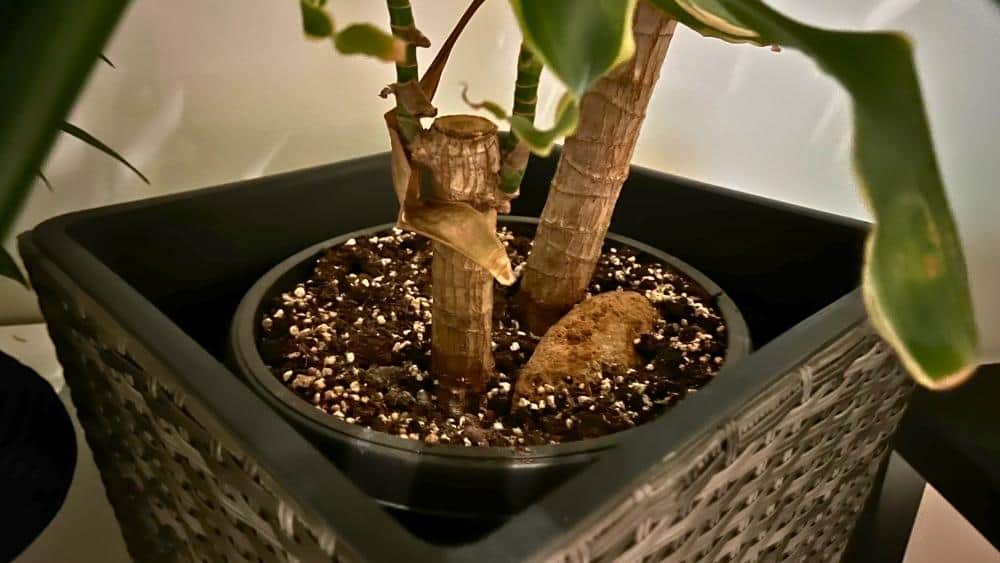 Dracaena care problems: improper pot depth and poor drainage leading to root stress and rot.