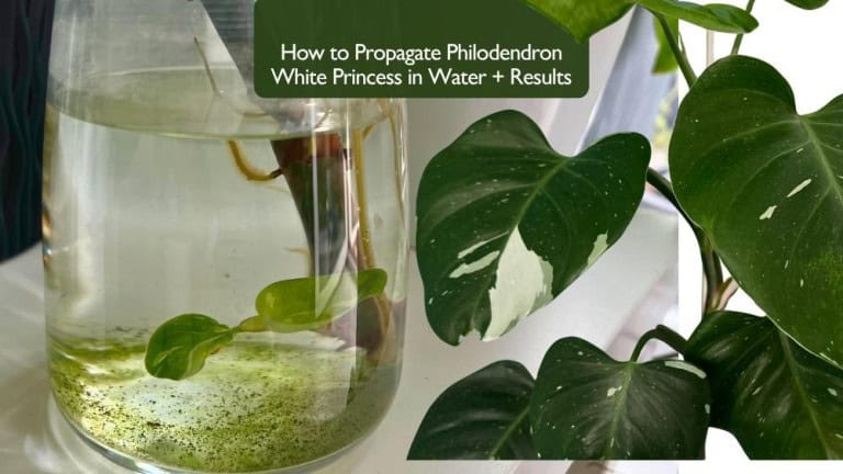 How to Propagate Philodendron White Princess in Water – Healthy rooted cutting growing in glass jar.