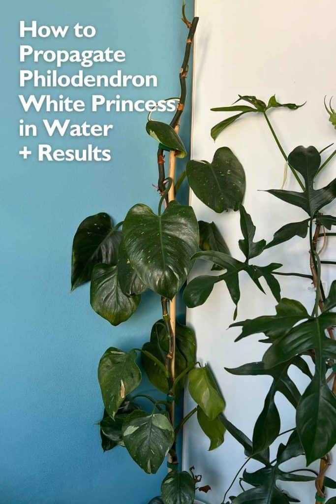 How to Propagate Philodendron White Princess in Water 
+ Results