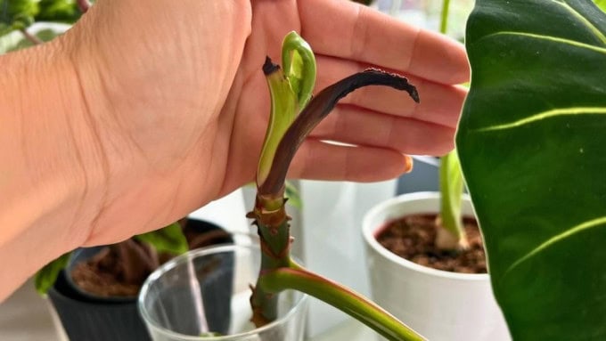 Philodendron White Princess propagation showing new leaf growth; rooted cutting developing in water after several weeks.