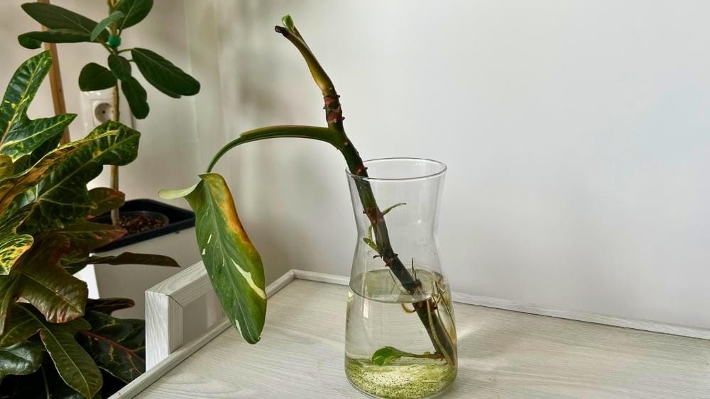 Philodendron White Princess cutting propagating in water - early root growth in a clear glass jar.