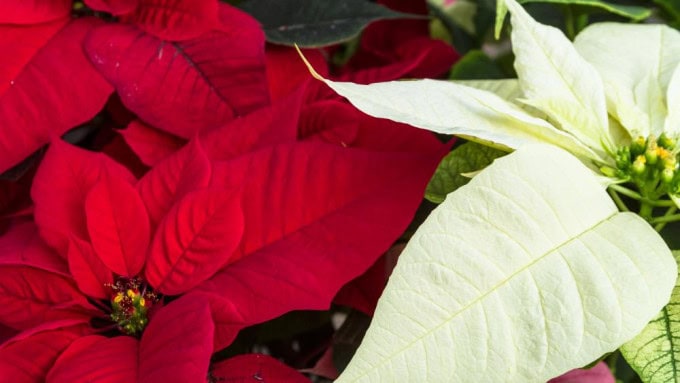 5 BIG poinsettia plant problems and mistakes to avoid