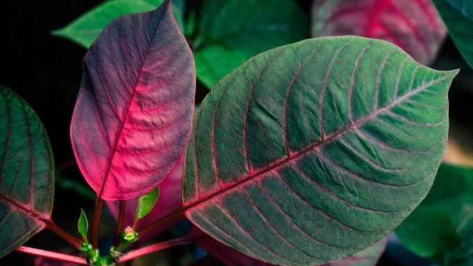 Low light is another top reason for poinsettia plant problems, especially in winter when the days are short. 