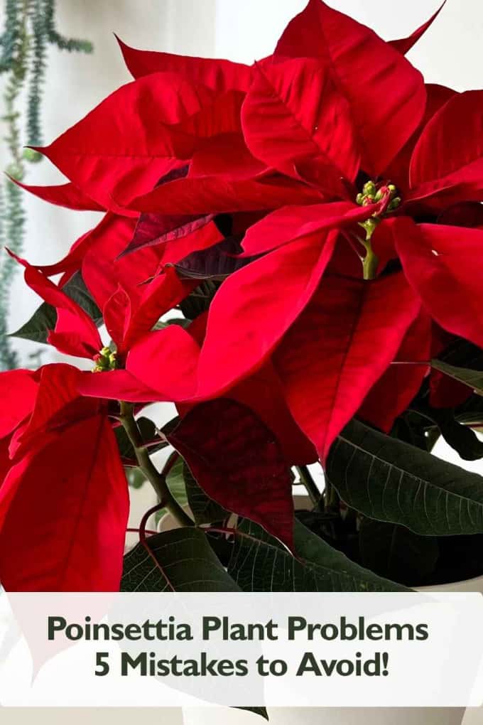 Poinsettia Plant Problems - 5 Mistakes to Avoid