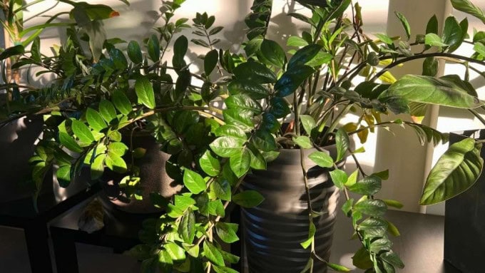 Large, healthy ZZ plant with lush green leaves thriving in bright indirect light, showing the difference between ZZ plant slow growth and how to make your ZZ plant grow faster when lighting is correct.