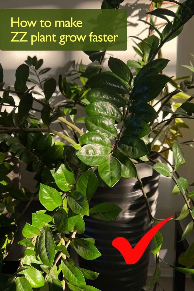 Healthy, fast-growing ZZ plant in bright indirect light with text overlay “How to make ZZ plant grow faster,” showing ideal conditions for boosting growth.