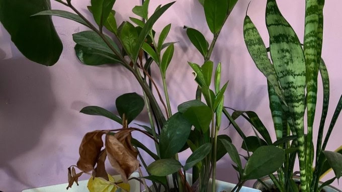 Weak ZZ plant with slow growth and dry, brown leaves showing symptoms of stress and illustrating why your ZZ plant isn’t growing properly.