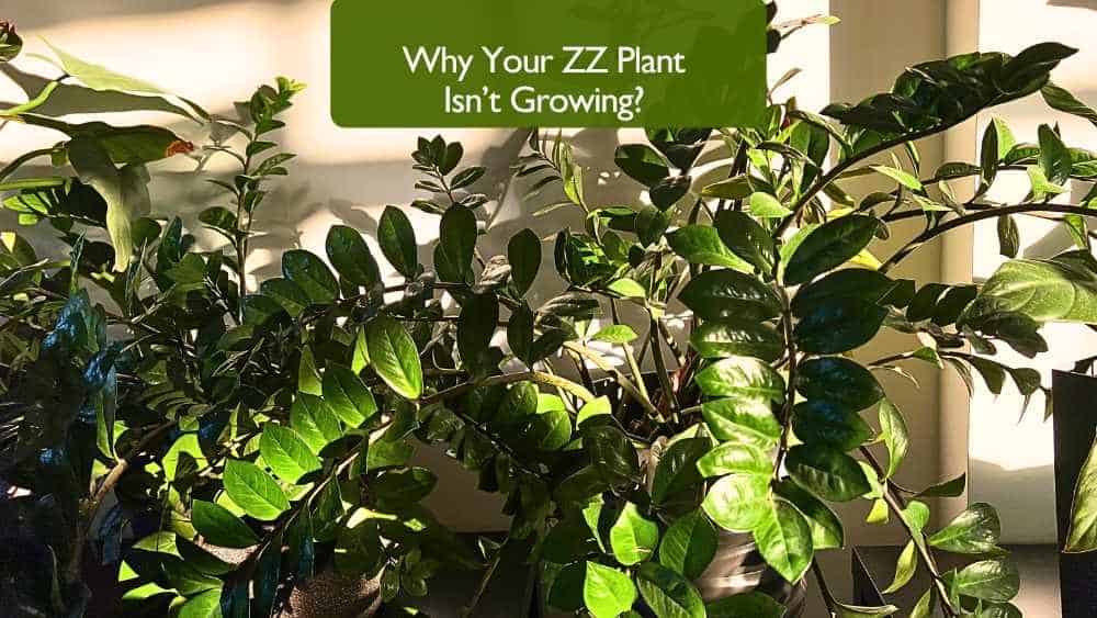 Why Your ZZ Plant Isn’t Growing - 7 Reasons To Fix