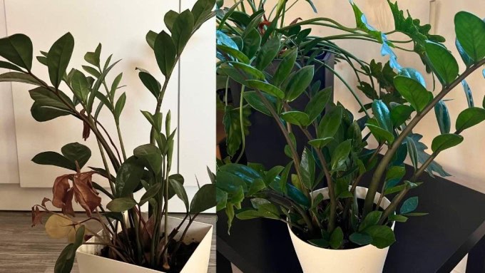 Struggling ZZ plant with slow growth in low light next to a thriving ZZ plant in brighter light, showing why your ZZ plant isn’t growing and how better light helps it grow faster.