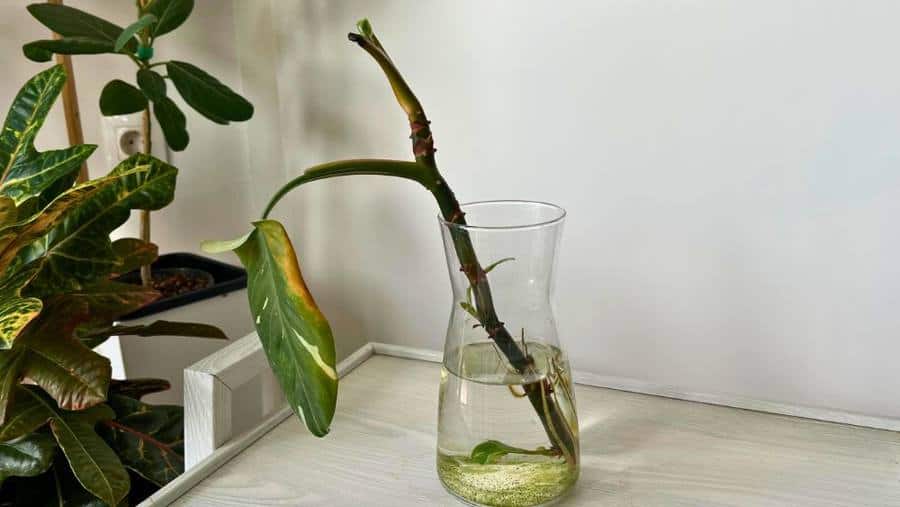Philodendron White Princess cutting propagating in water with early root growth in a clear glass jar