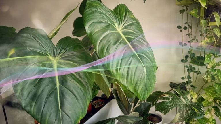 396 Hz frequency visual with green houseplants and soft sound wave symbolizing grounding, healing, and natural harmony