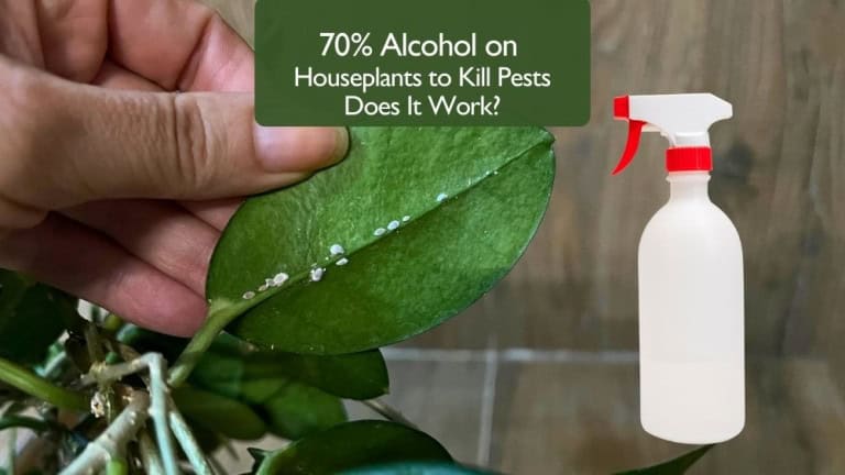 70% Alcohol on Houseplants to Kill Pests