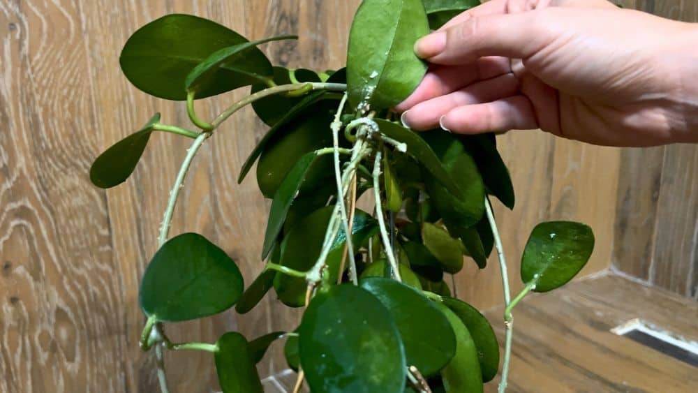 hoya carnosa leaves showing mealybugs before spraying with 70% alcohol on houseplants